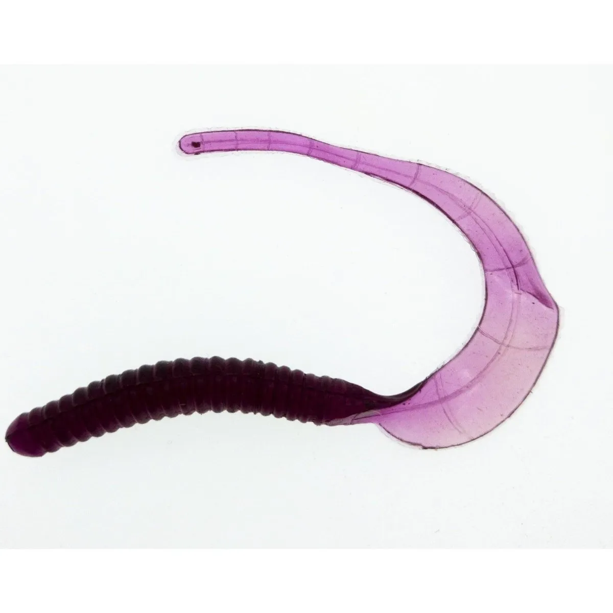FAS Showtime 5.5" Curly Tail Grub QTY 10